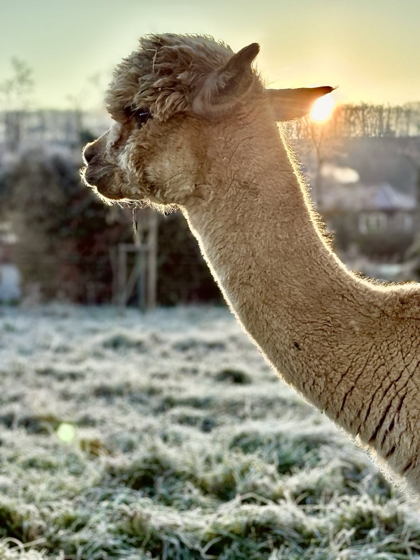Ein fawnfarbenes Alpaka im Profil vor der Morgensonne auf einer frostigen Wiese.