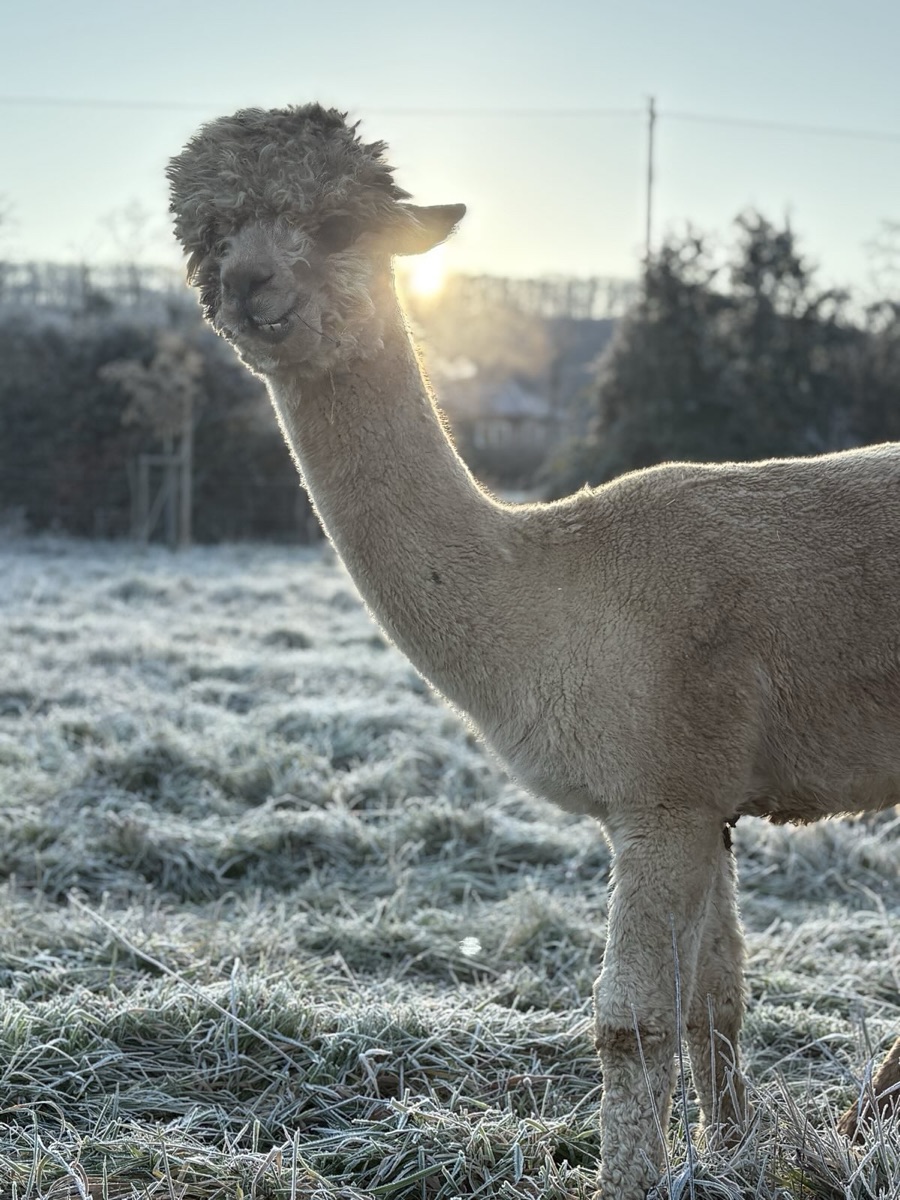 Ein Alpaka in der winterlichen Morgensonne in der Nahe-Region.
